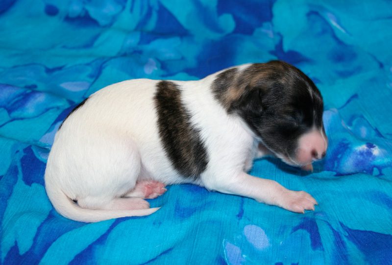 Surf Spots - Boy 2 Right